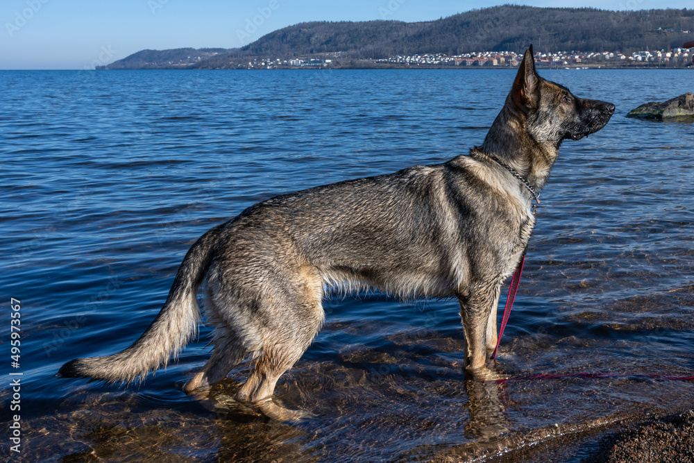 A young German Shepherd in a lake. Sable colored working line breed. Blue water and mountains in the background
