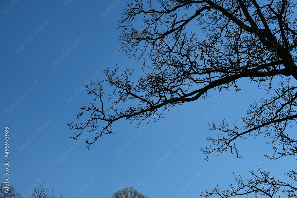 Background, wood texture. Large tree branch against the blue sky. Background, wood texture. Large tree branch against the blue sky.