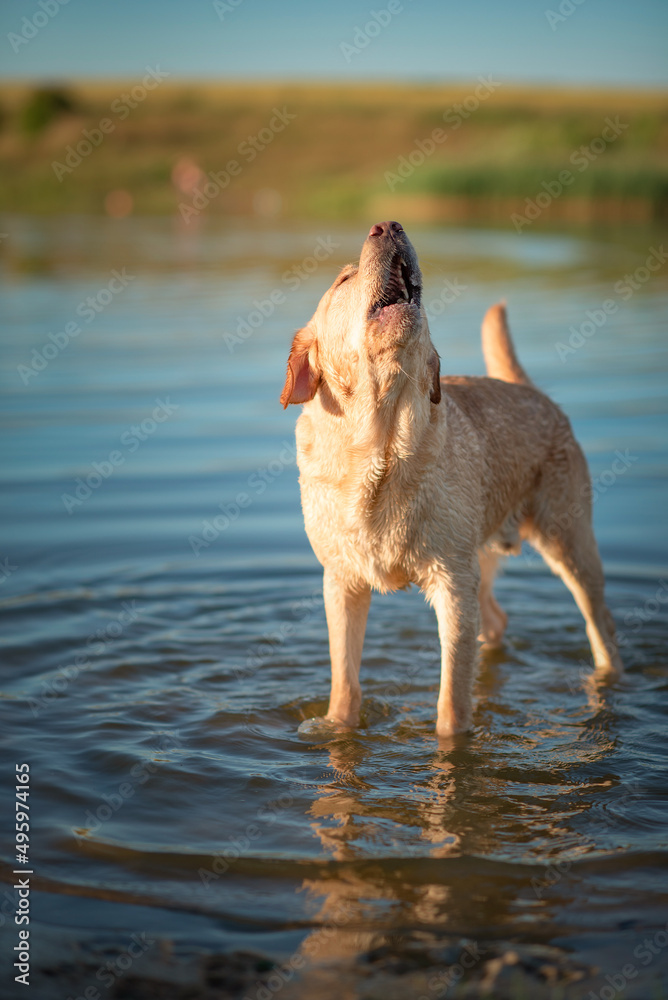 Cheerful thoroughbred labrador retriever frolics on the lake in summer. Cheerful thoroughbred labrador retriever frolics on the lake in summer.