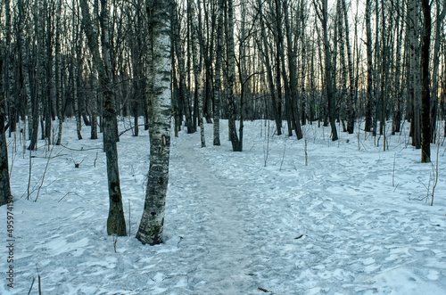 path through the forest on a winter day photo