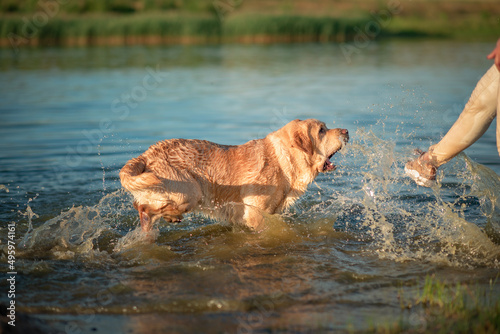 Cheerful thoroughbred labrador retriever frolics on the lake in summer.
