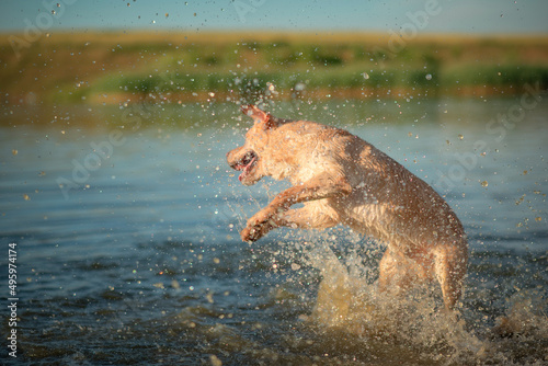 Cheerful thoroughbred labrador retriever frolics on the lake in summer.