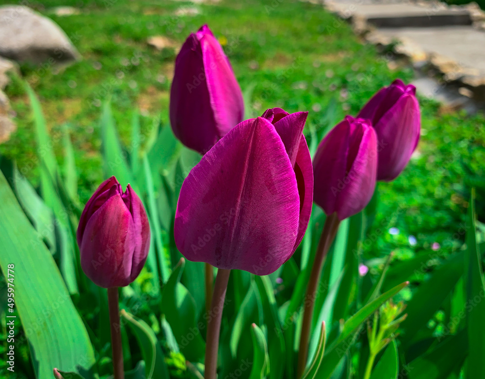 Purple tulip buds in flower bed. Tulips growing in the garden. Purple tulip buds in flower bed. Tulips growing in the garden.