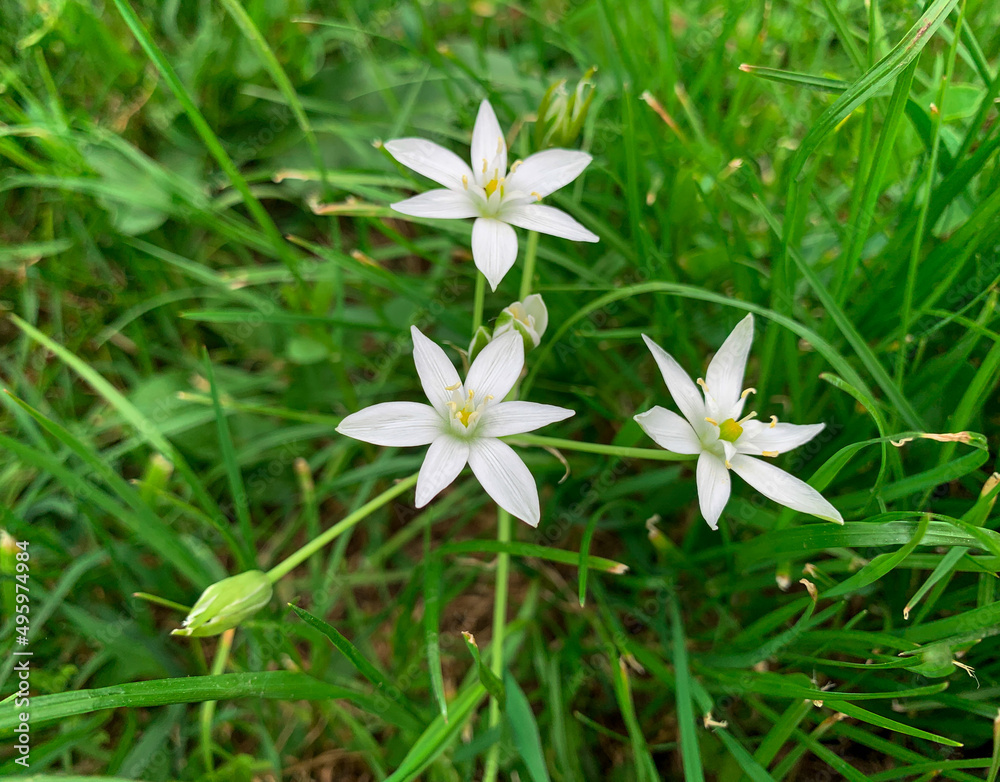 Close up white flowers of Garden Star of Bethlehem plant. Small spring flowers known as Grass lily and Sleepydick. Close up white flowers of Garden Star of Bethlehem plant. Small spring flowers known as Grass lily and Sleepydick.