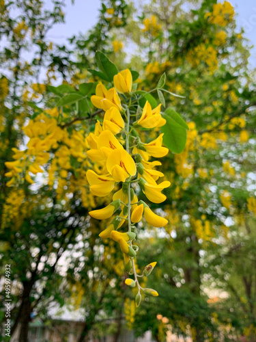 Blooming yellow flowers of Golden chain tree, also known as Laburnum, Bean tree and Golden rain.