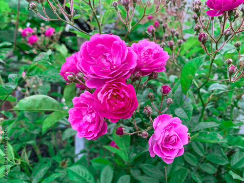 Bunch of vivid pink wild roses. Rose bush with bright purple flowers.