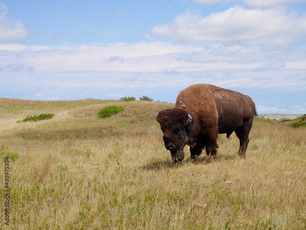 Bison in Theodore Roosevelt National Park. North Dakota, USA