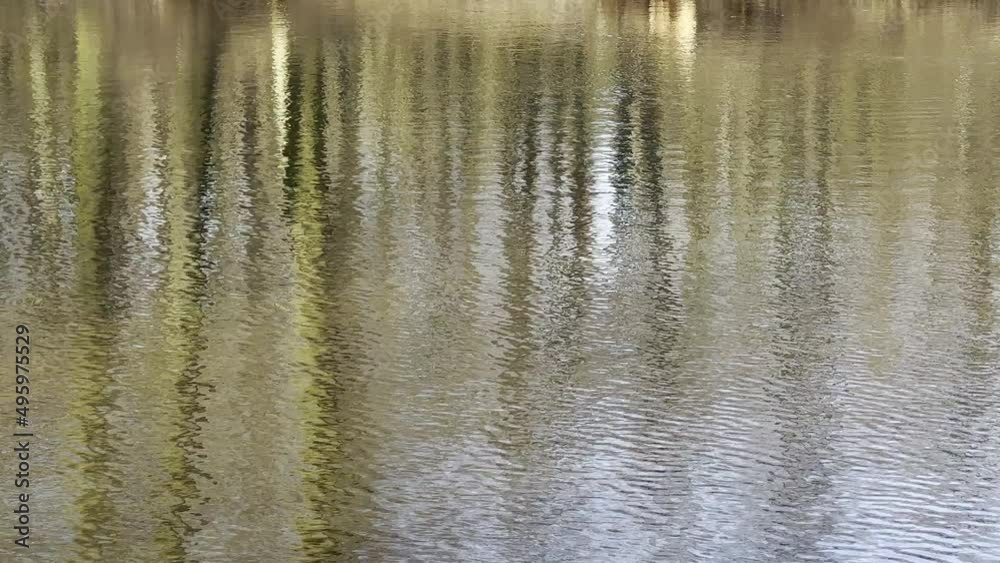 LUSTRZANE ODBICIA DRZEW W WODZIE. RUCHOME TŁO Z LUSTRZANYM ODBICIEM