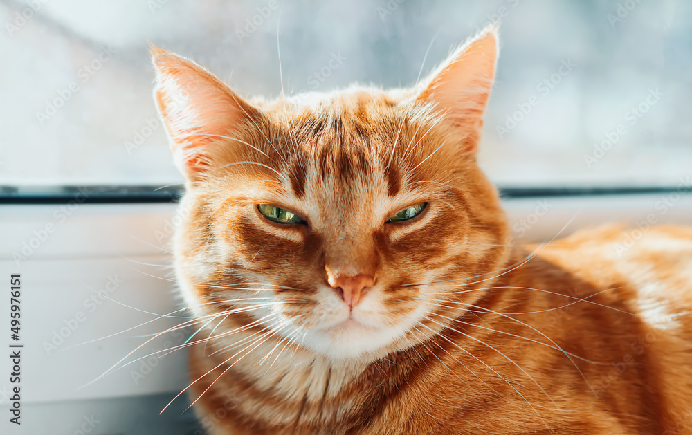 Portrait of a beautiful striped red-haired cat close-up. A big orange cat is sitting by the window. A calm Red cat sits on the windowsill of the house in the morning. A pet enjoys the sun.