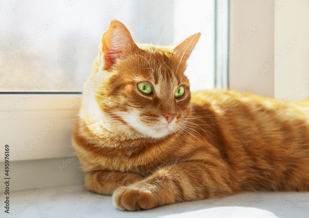 Portrait of a red cat with green eyes. Cute orange cat basking in the sun. Ginger Cat On The Window. A yellow cat is resting in the morning on the windowsill of the house. The pet enjoys the sunlight
