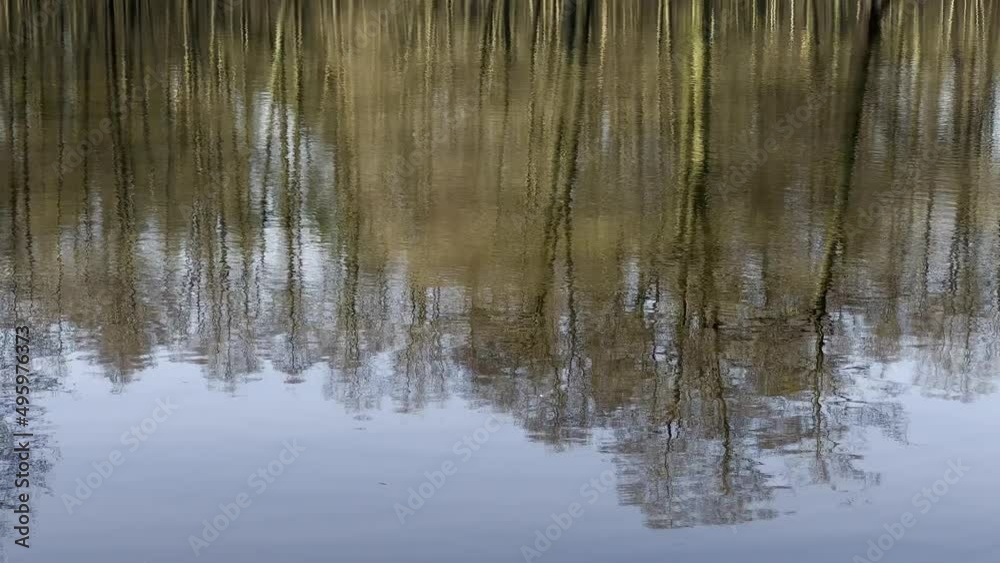 LUSTRZANE ODBICIA DRZEW W WODZIE. RUCHOME TŁO Z LUSTRZANYM ODBICIEM DRZEW W WODZIE. LUSTRZANE ODBICIA DRZEW W WODZIE. RUCHOME TŁO Z LUSTRZANYM ODBICIEM DRZEW W WODZIE.