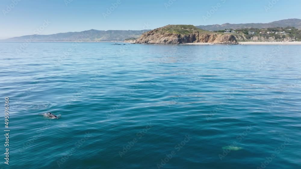 Aerial view of dolphins swimming in bluish ocean waters Aerial view of dolphins swimming in bluish ocean waters