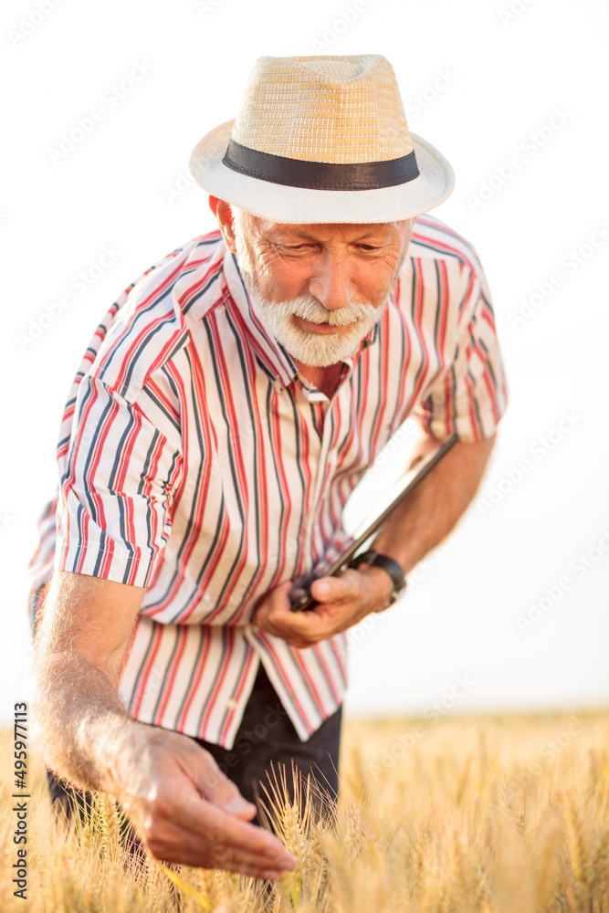 Satisfied gray haired agronomist or farmer examining wheat plants before the harvest. Back lit photo, low angle view