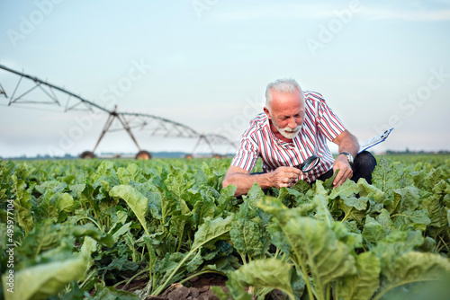 Gray-haired senior agronomist or farmer examining sugar beet or soybean leaves with magnifying glass. Looking for aphid or other parasites. Irrigation system in background. Low angle view.