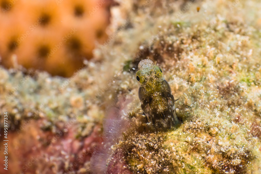 Close Up, Macro with Secretary Blenny in the coral reef of the Caribbean Sea, Curacao