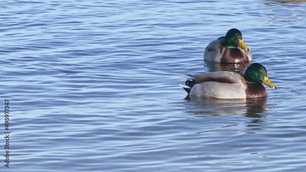 A flock of ducks are floating on the waves of the Gulf of Riga, ducks are swimming, they in the sea in a row. The concept of birds in the sea, lake or river