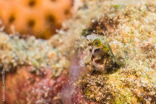 Close Up, Macro with Secretary Blenny in the coral reef of the Caribbean Sea, Curacao