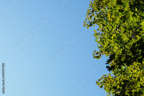 Bottom view of the maple tree crown and blue sky, copy space