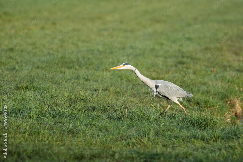 Close up and in focus of a foraging adult Great Blue Heron, Ardea cinerea,.with beautiful yellow beak and focused eyes in a green pasture against blurred background Close up and in focus of a foraging adult Great Blue Heron, Ardea cinerea,.with beautiful yellow beak and focused eyes in a green pasture against blurred background