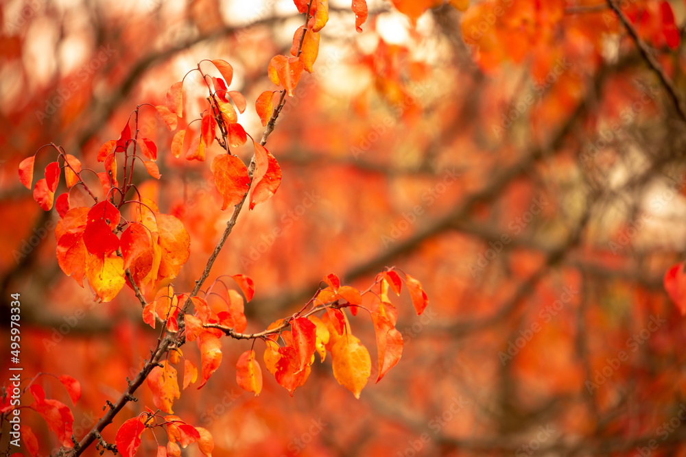 Red and yellow leaves of trees in the autumn forest on a blurred background. Autumn nature. Beautiful autumn landscape with place for text. Red and yellow leaves of trees in the autumn forest on a blurred background. Autumn nature. Beautiful autumn landscape with place for text.