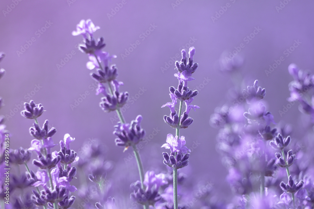Fototapeta premium Lavender flower background with beautiful purple colors and bokeh lights. Blooming lavender in a field at sunset in Provence, France. Close up. Selective focus.