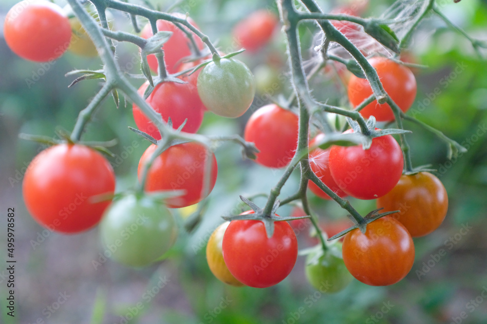 Red and green young tomatoes on branches, close-up. Horizontal composition with a tomato bush and ripening tomatoes for publication, poster, screensaver, wallpaper, postcard, banner, cover, post