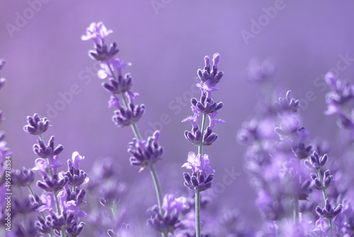 Lavender flower background with beautiful purple colors and bokeh lights. Blooming lavender in a field at sunset in Provence, France. Close up. Selective focus.
