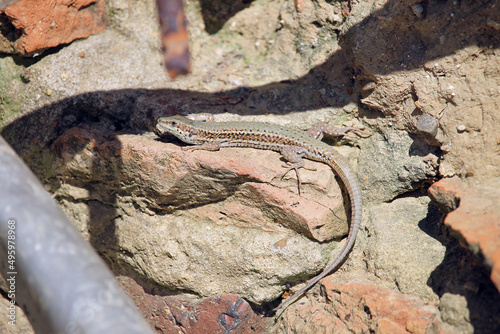 A specimen of Catalonian Wall Lizard (Podarcis liolepis) thermoregulating on a brick wall at the beginning of spring in Castilla (Spain) photo