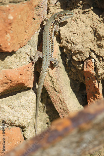 A specimen of Catalonian Wall Lizard (Podarcis liolepis) thermoregulating on a brick wall at the beginning of spring in Castilla (Spain)