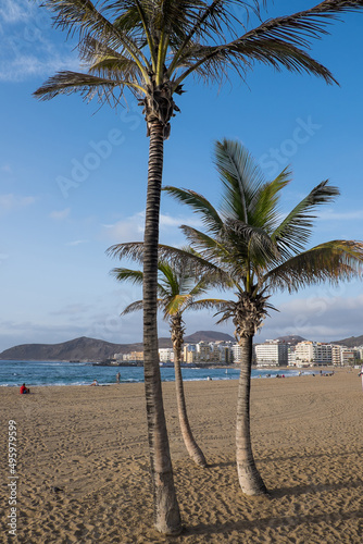 Palmeras en la playa de Las Canteras de la ciudad de Las Palmas de Gran Canaria photo