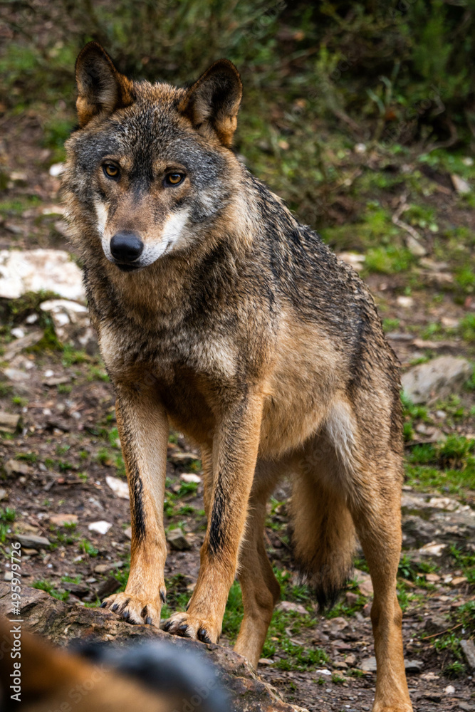 Fototapeta premium Photo of an Iberian wild wolf in the middle of nature in Zamora, Spain. Wild animal in the forest.