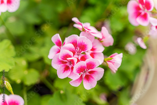 Pink geranium flower on green foliage, selective focus