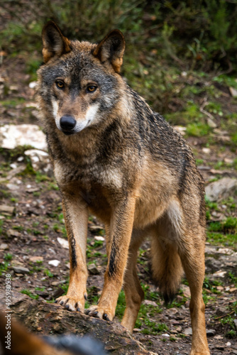 Photo of an Iberian wild wolf in the middle of nature in Zamora  Spain. Wild animal in the forest.