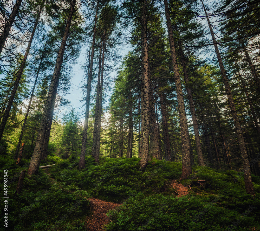 Fototapeta premium carpathian evergreen pine forest in morning sunlight