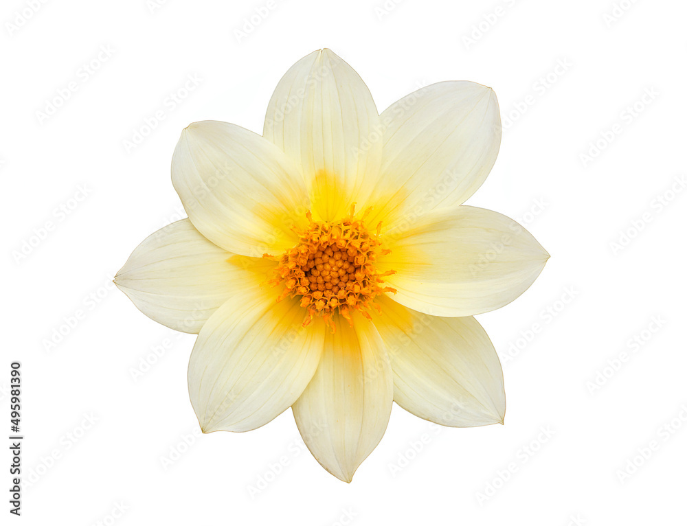 Flower yellow narcissus isolated on white