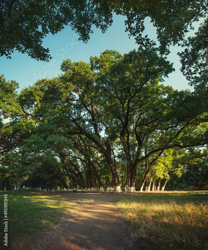 Summer oak park