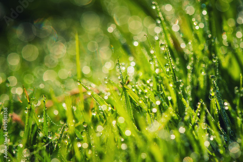 green grass with dew in morning sunlight