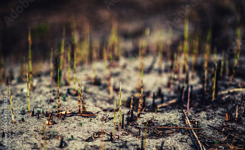 closeup burnt grass on sand
