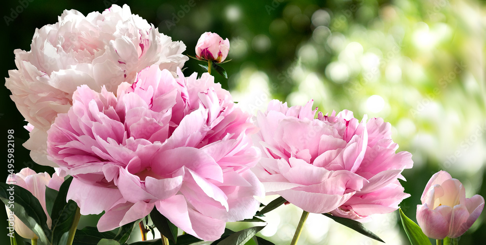 Bouquet of Pink Peonies closeup on a blurred green background Bouquet of Pink Peonies closeup on a blurred green background