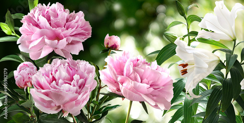 Bouquet of Hot Pink Peonies and white lilies closeup on a blurred green background