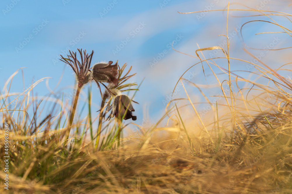 Spring purple flower in the meadow - Grasshopper - Pulsatilla pratensis Spring purple flower in the meadow - Grasshopper - Pulsatilla pratensis