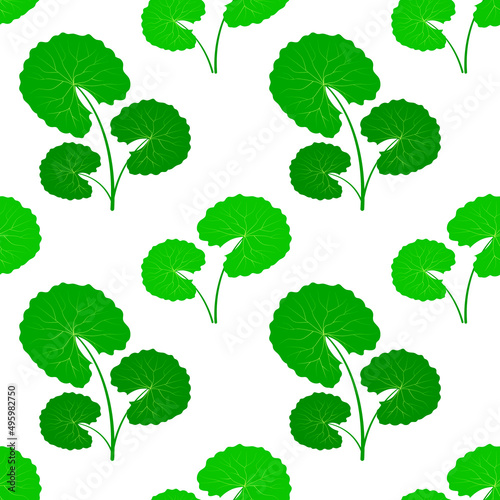 Centella asiatica vector illustration. Gotu kola seamless pattern Fresh green leaf repeated texture for organic cosmetics, natural products, food, medicine design. Asian pennywort endless background.