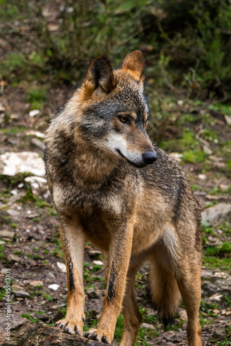 Photo of an Iberian wild wolf in the middle of nature in Zamora, Spain. Wild animal in the forest.