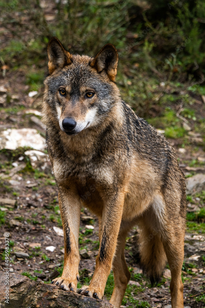 Naklejka premium Photo of an Iberian wild wolf in the middle of nature in Zamora, Spain. Wild animal in the forest.