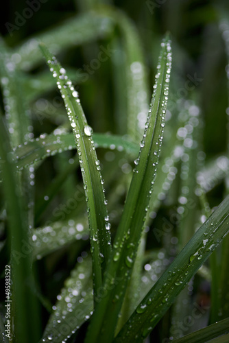 drops of water on the green grass after the rain