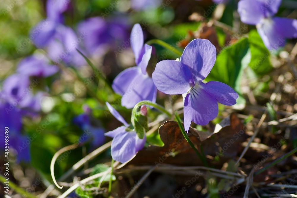 Group of Common Dog-violets on a forest meadow in spring. Group of Common Dog-violets on a forest meadow in spring.