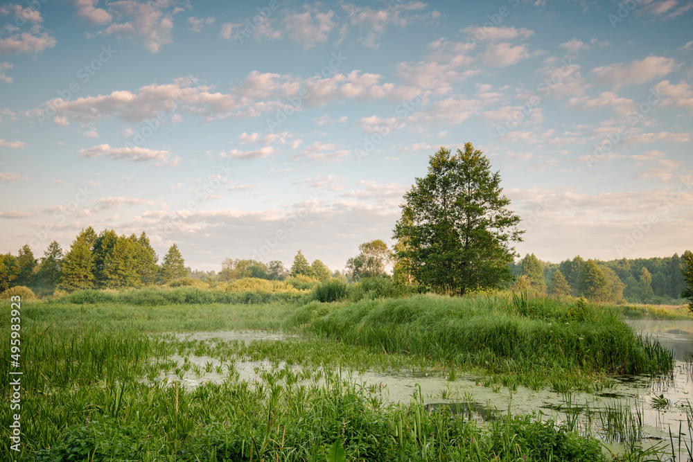 A green island with a lone tree among green grass on a river in an early, foggy morning. A green island with a lone tree among green grass on a river in an early, foggy morning.