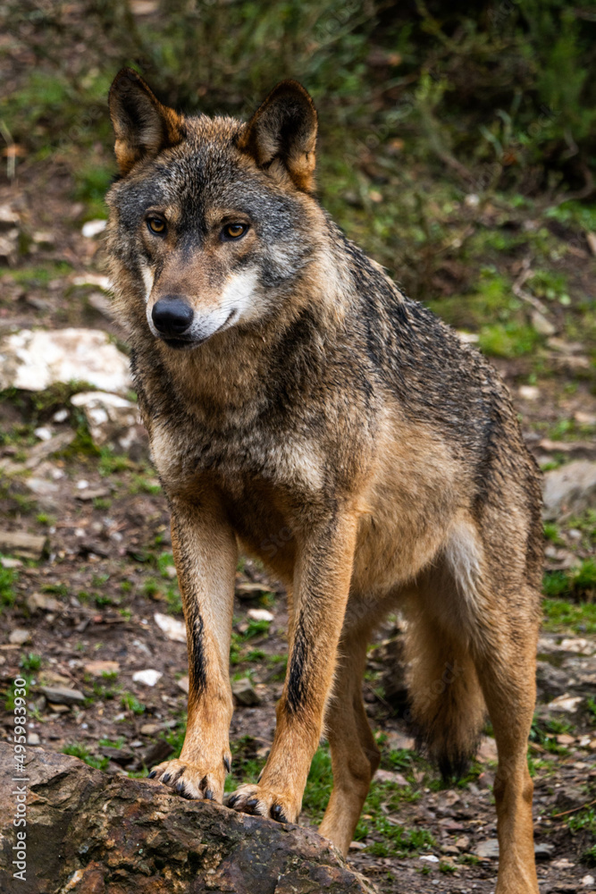 Photo of an Iberian wild wolf in the middle of nature in Zamora, Spain. Wild animal in the forest.