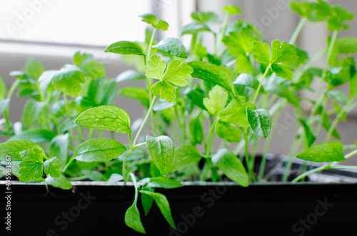 Small green plant sprouts with green leaves grow naturally in a container on the windowsill.