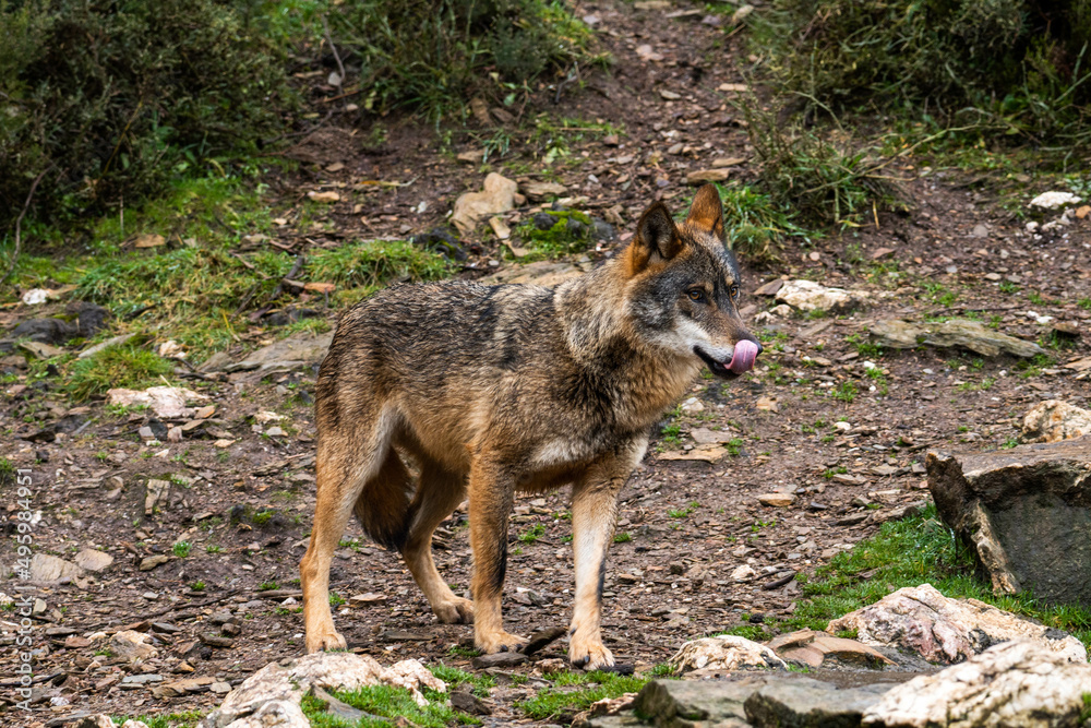 Photo of an Iberian wild wolf in the middle of nature in Zamora, Spain. Wild animal in the forest.